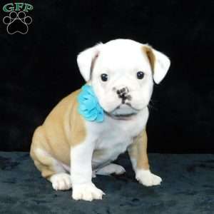 Bruno, Miniature Bulldog Puppy